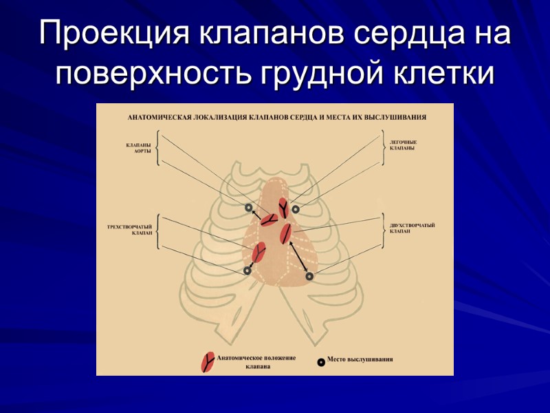 Проекция клапанов сердца на поверхность грудной клетки Проекция клапанов сердца на поверхность грудной клетки